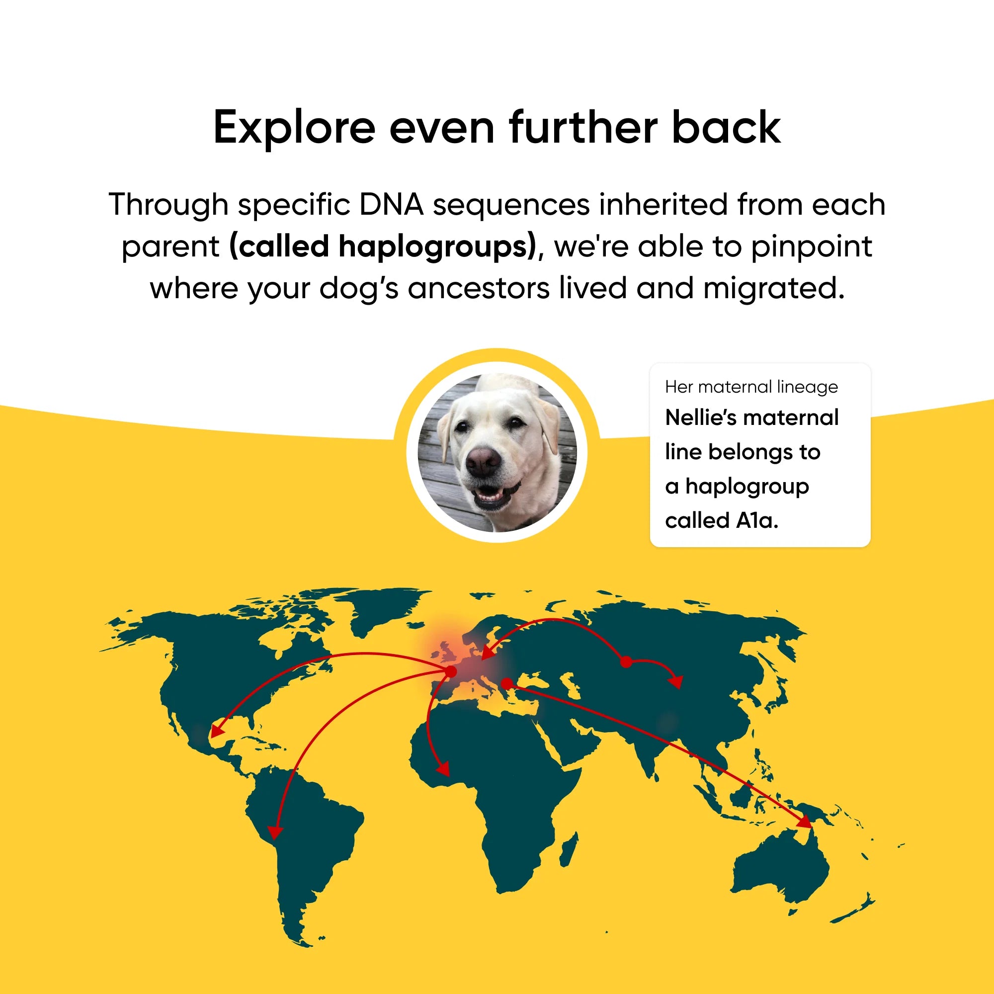 Embark Breed + Health Dog DNA Test - Image 4