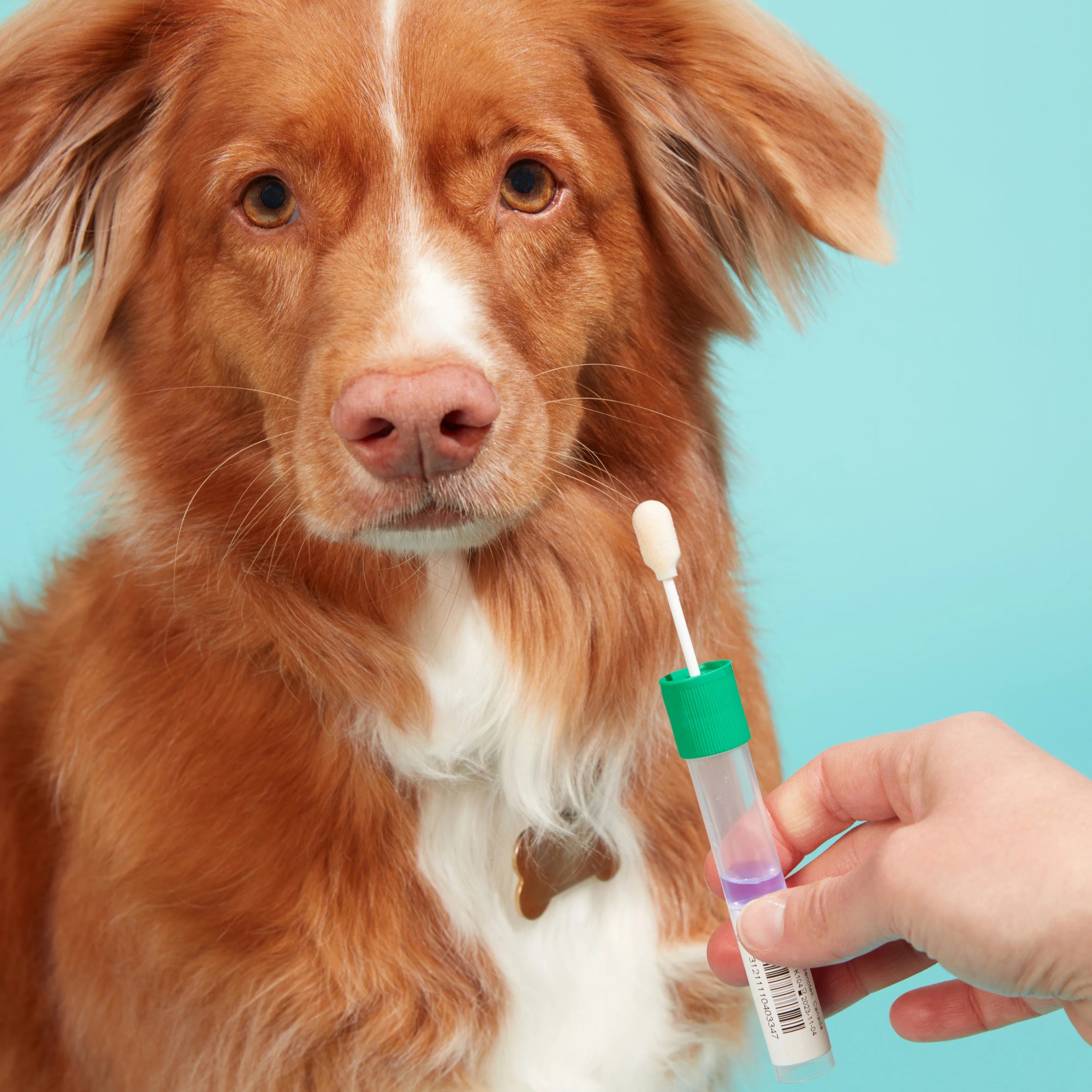 Embark for Veterinarians Dog DNA Test - Image 4