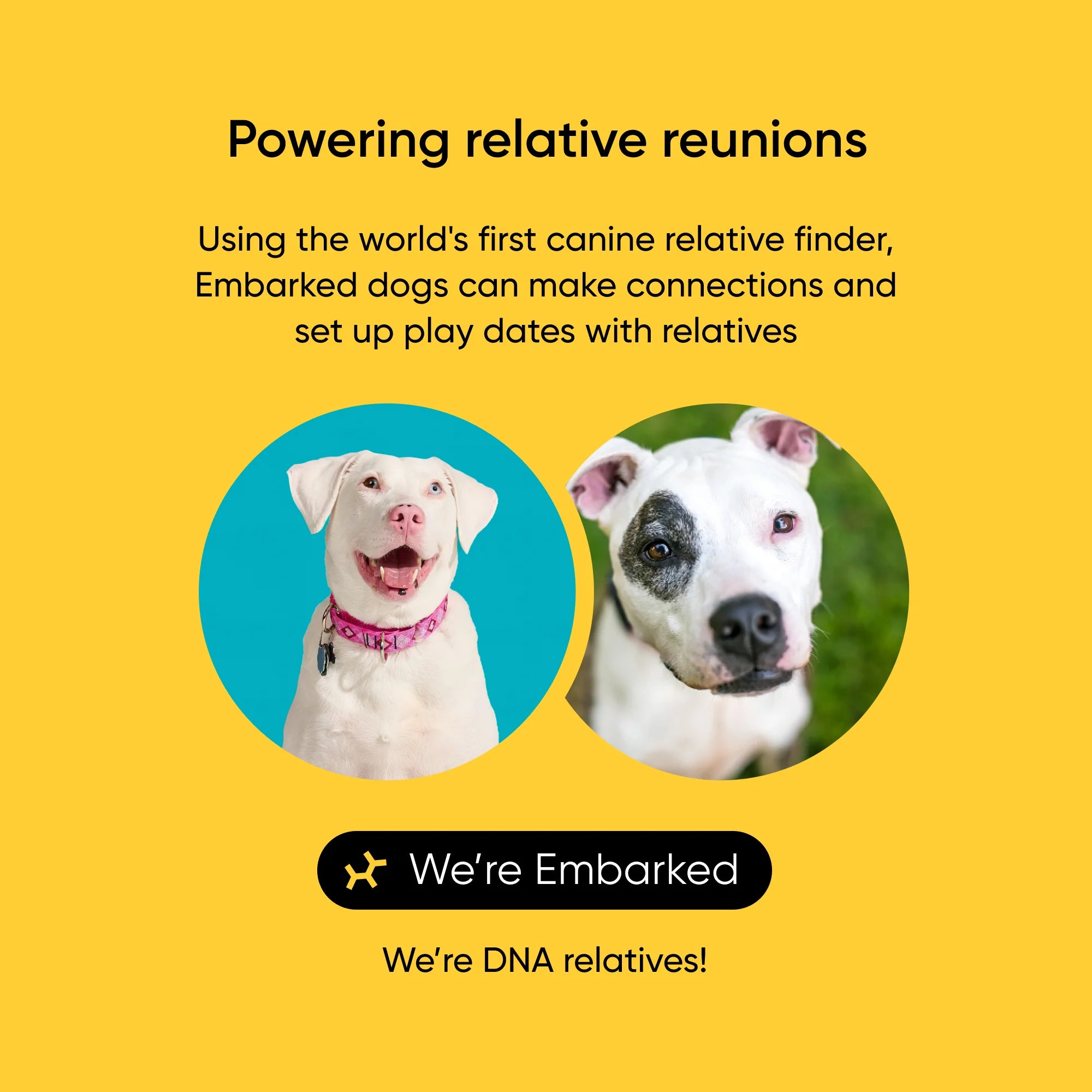Embark Breed + Health Dog DNA Test - Image 3
