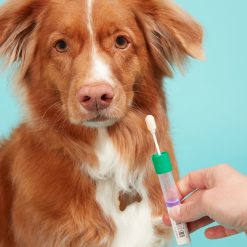 Alternative view of Embark for Breeders Dog DNA Test