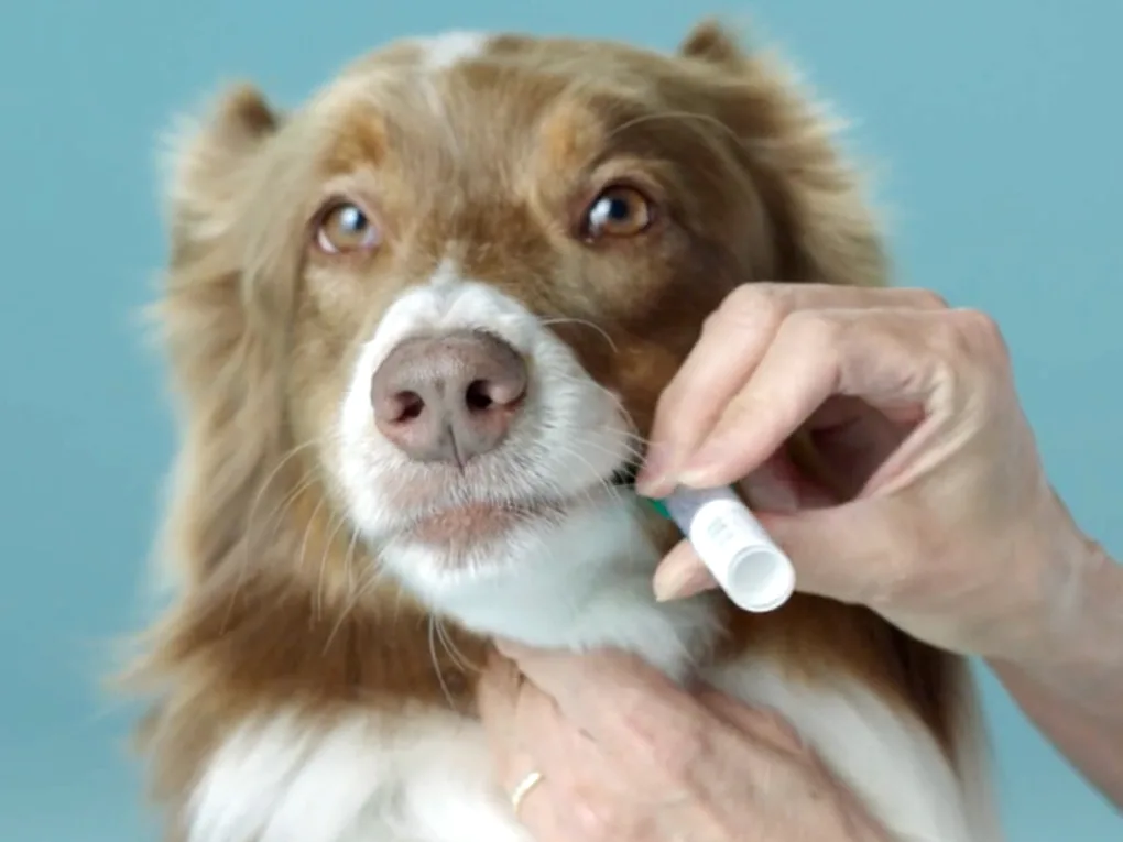 How Do Dog DNA Tests Work